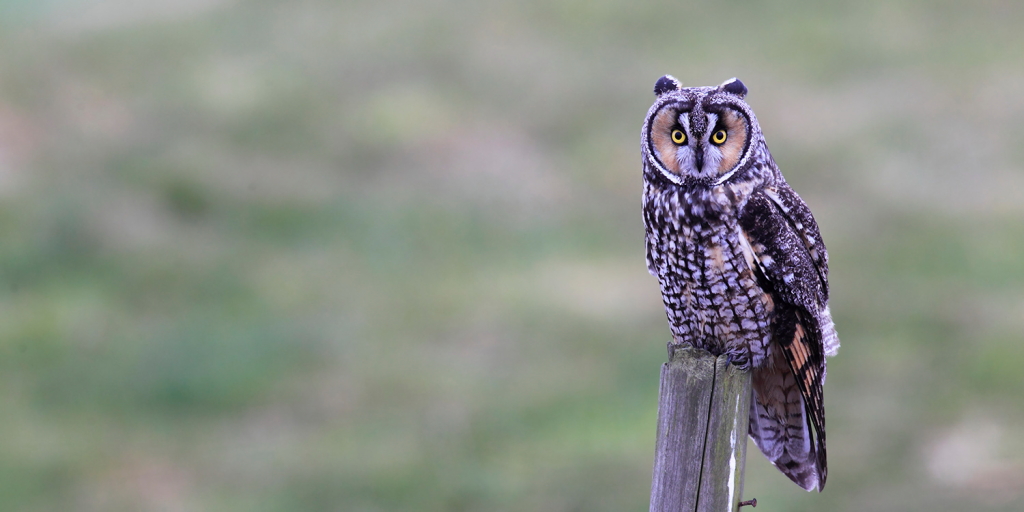 AG9F9087Long-eared Owl長耳鴞.JPG