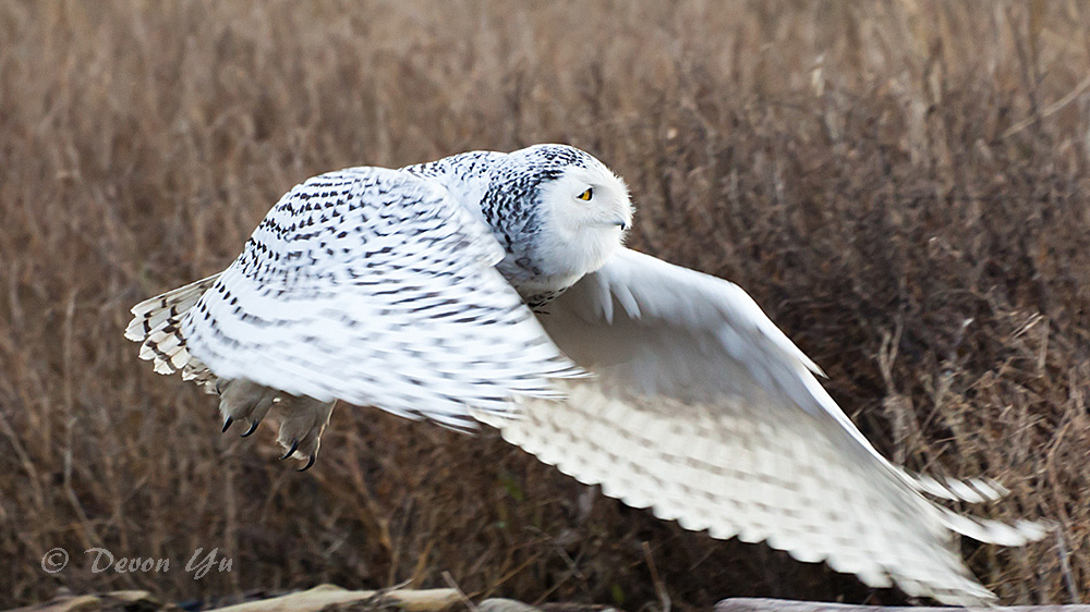 snowy-owl_09.jpg