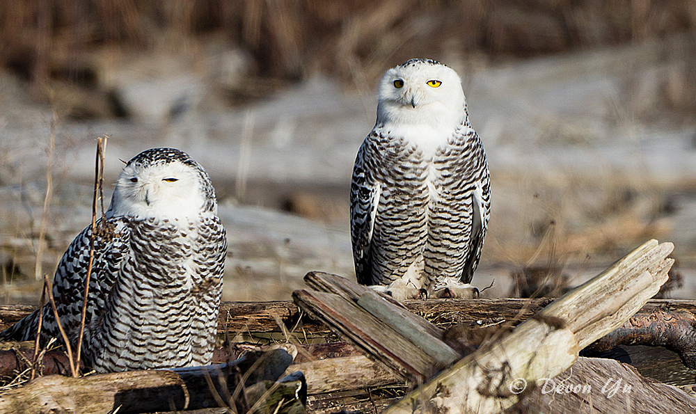 snowy-owl_10.jpg