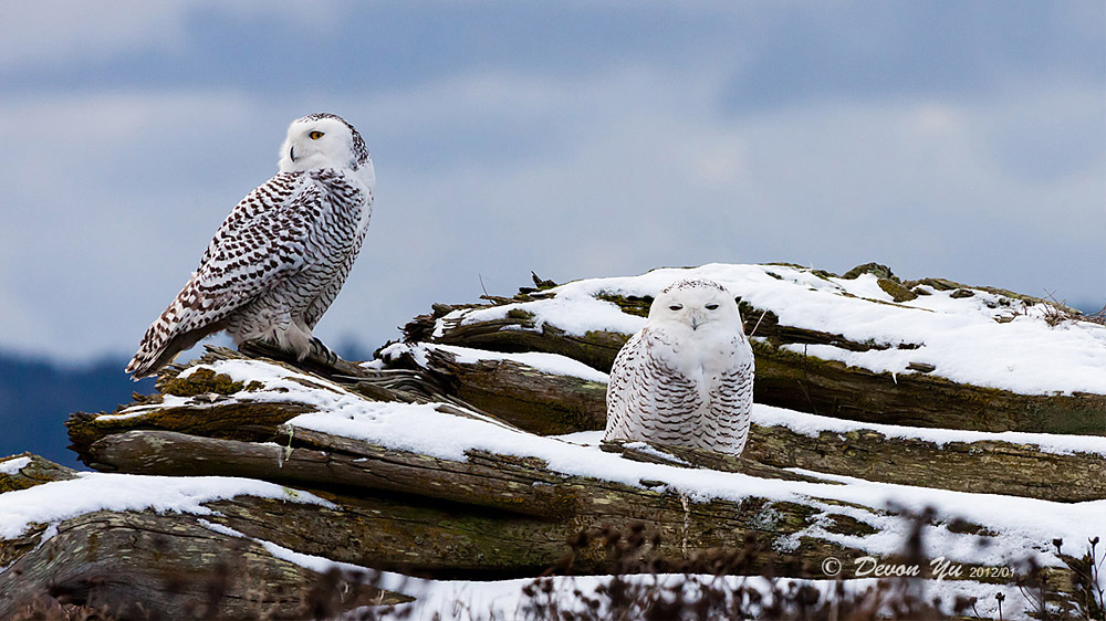 snowy-owl_11.jpg