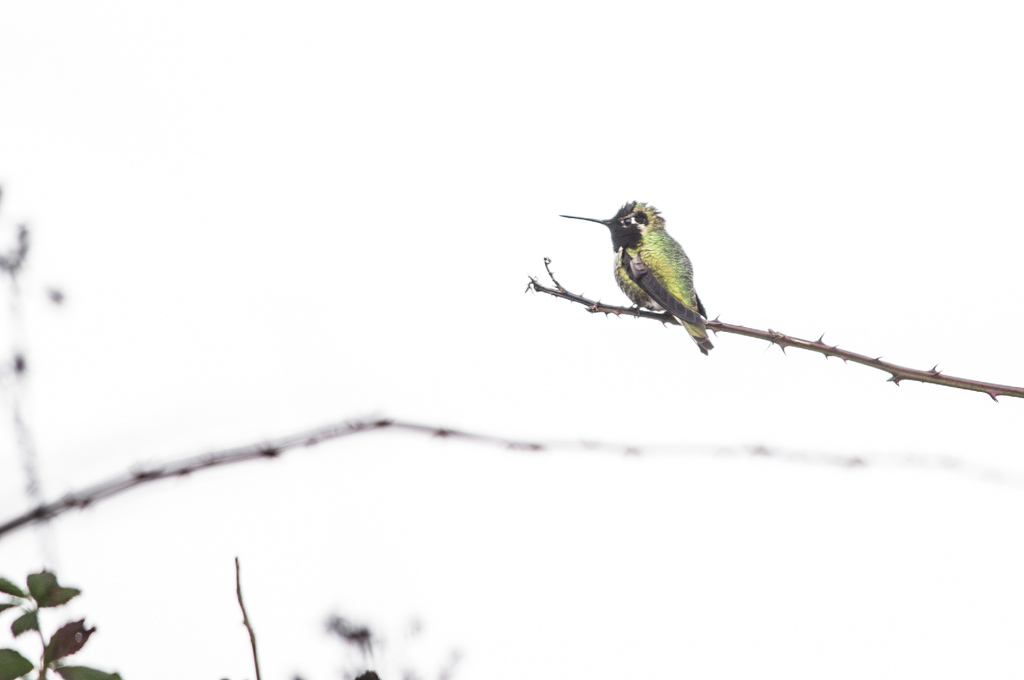 GREEN_BIRD_20140202_MKL_11.jpg