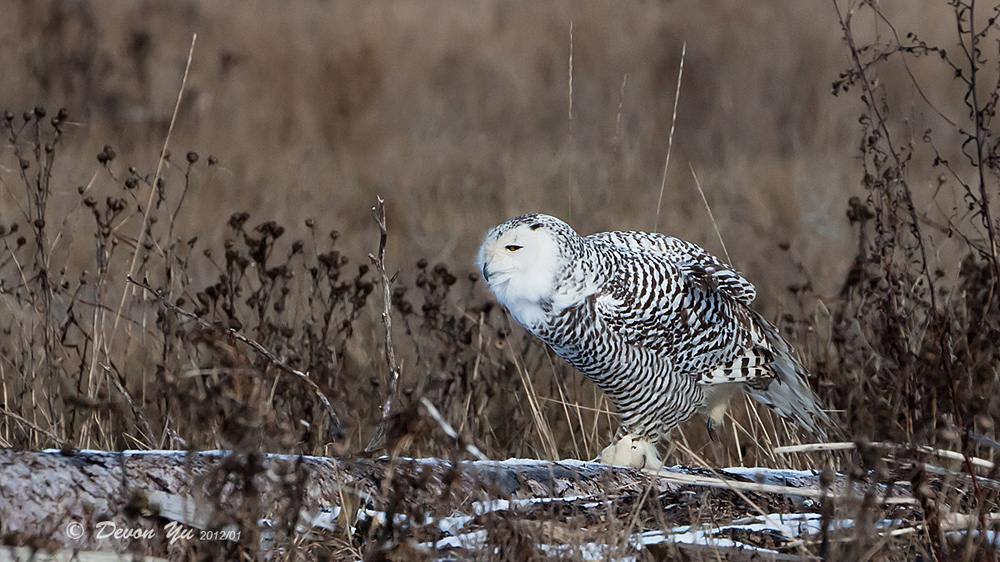 snowy-owl_12.jpg