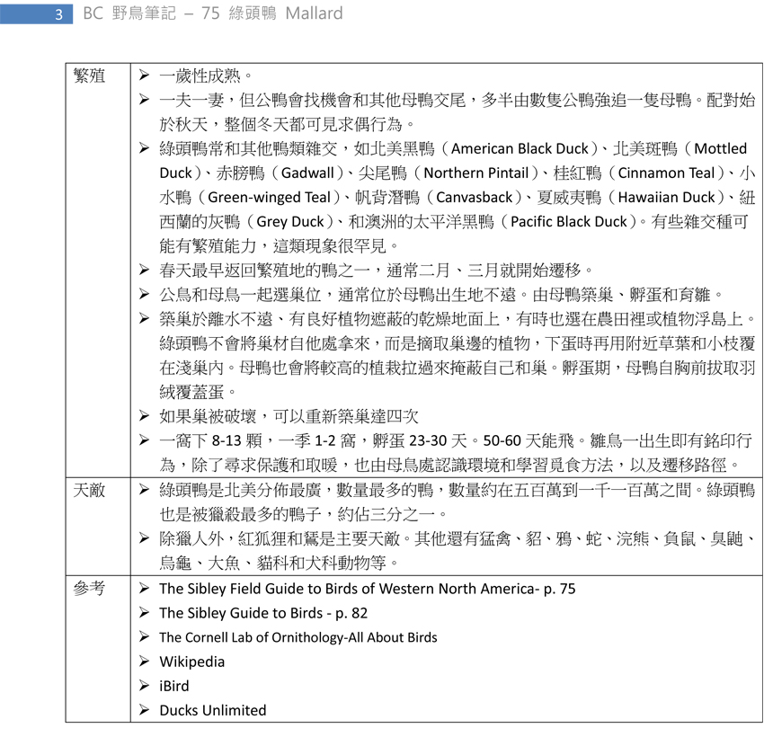 75 綠頭鴨 Mallard-3.jpg