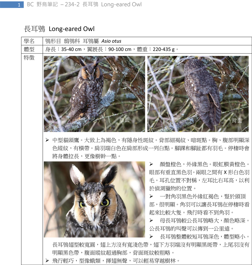 234-2 長耳鴞 Long-eared Owl-1.jpg