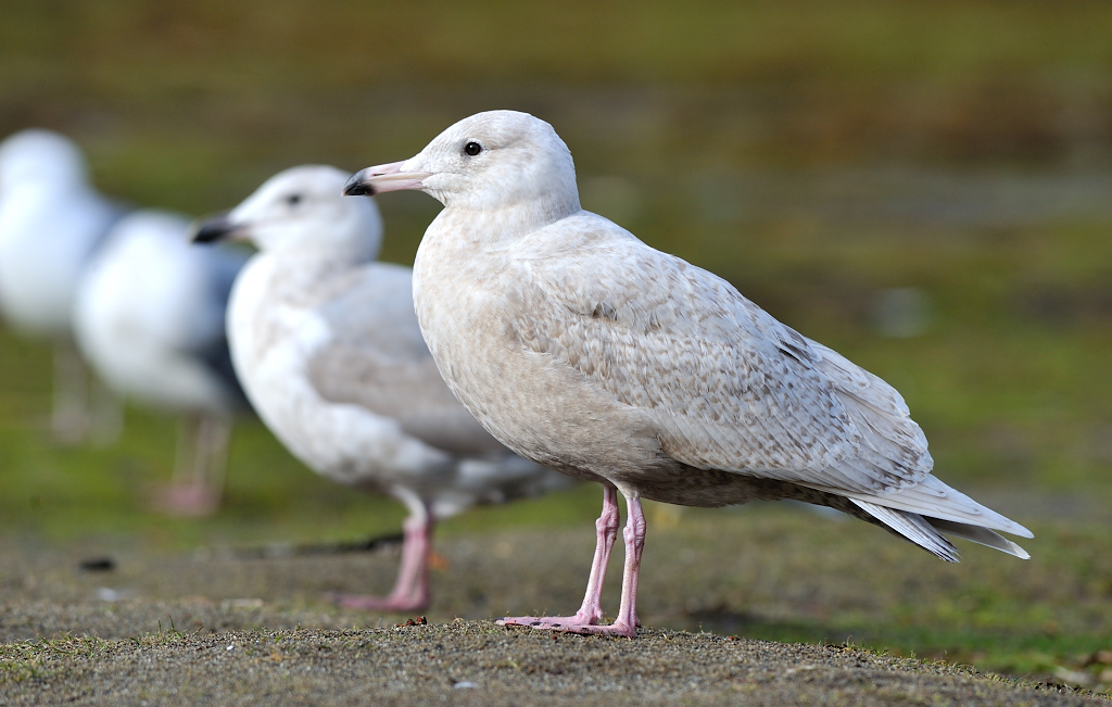 Glaucous Gull.JPG