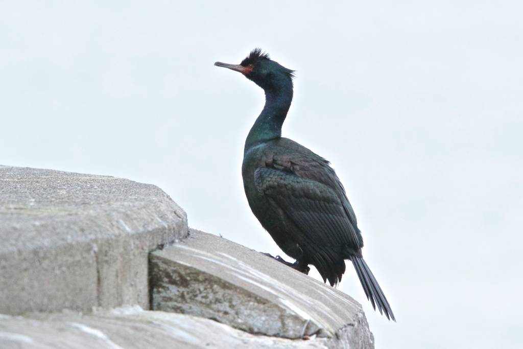 cormorant4.JPG