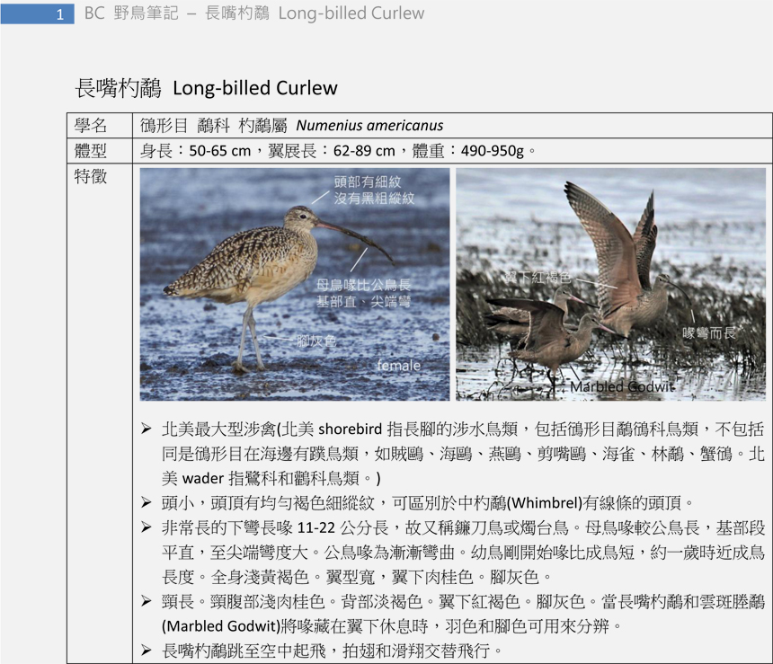 157-1 長嘴杓鷸 Long-billed Curlew-1-c.jpg