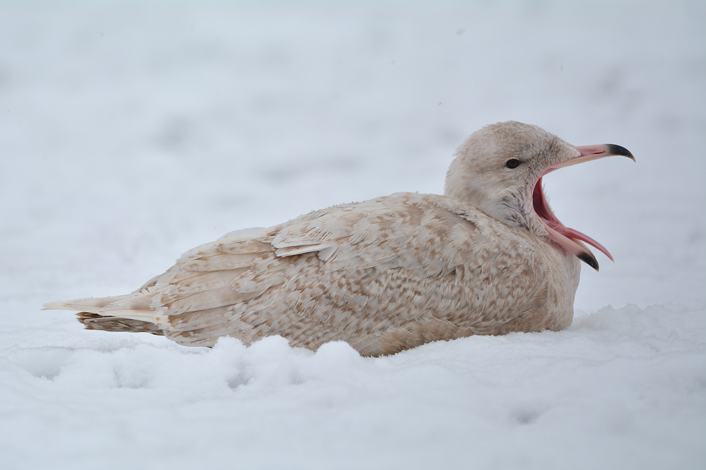 Glaucous Gull.JPG