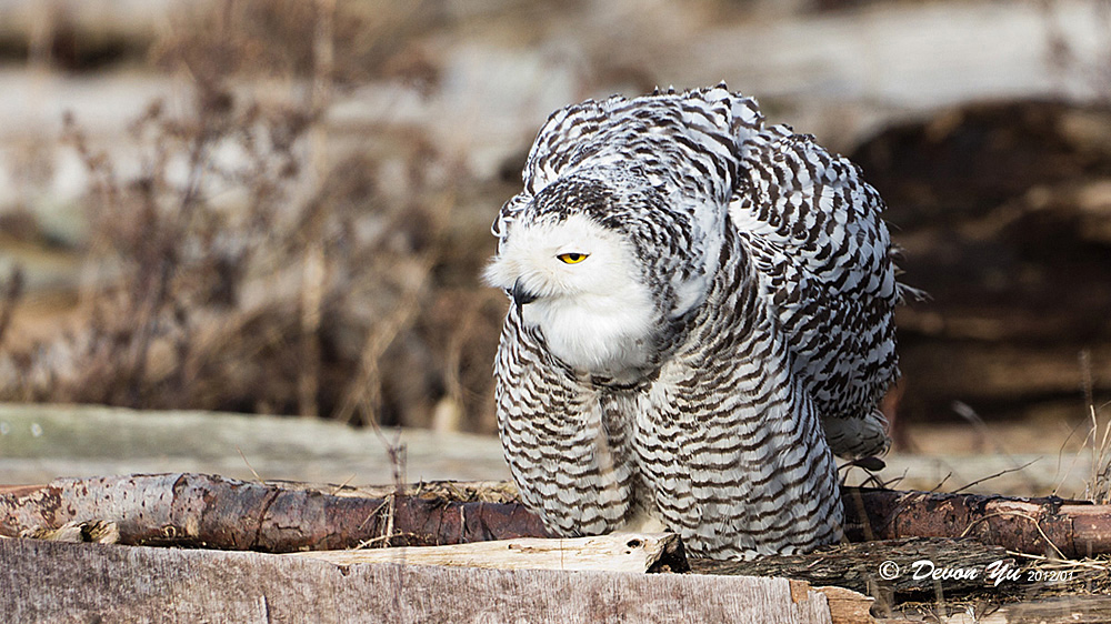 snowy-owl_13.jpg