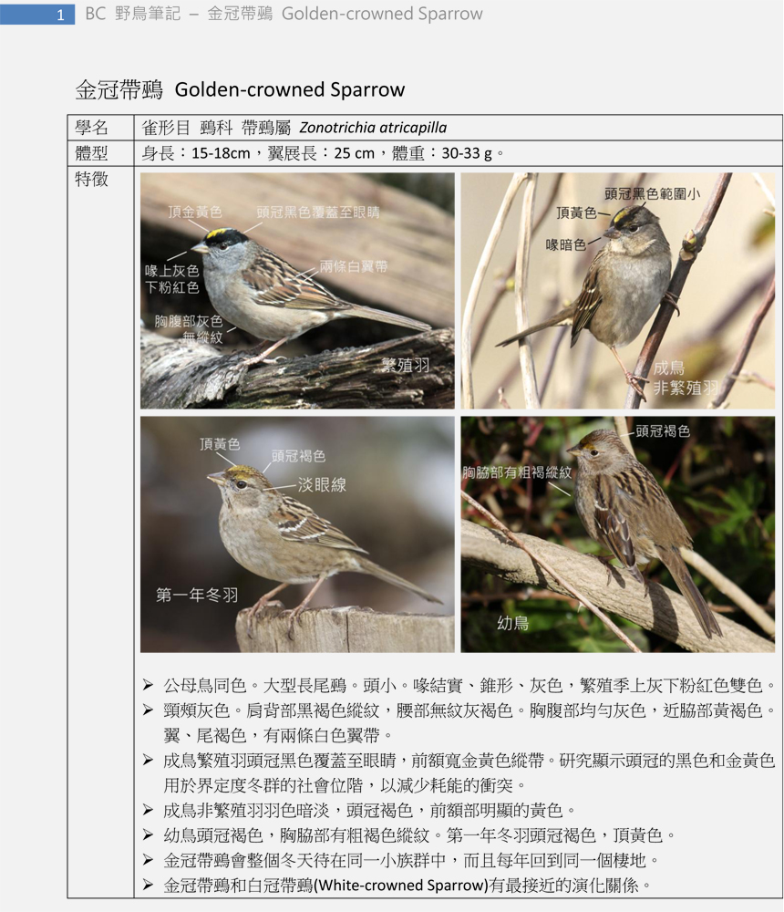 429 金冠帶鵐 Golden-crowned Sparrow-1.jpg