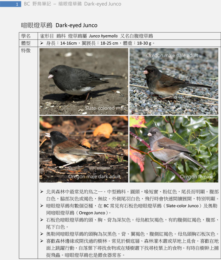 424 暗眼燈草鵐 Dark-eyed junco-1.jpg