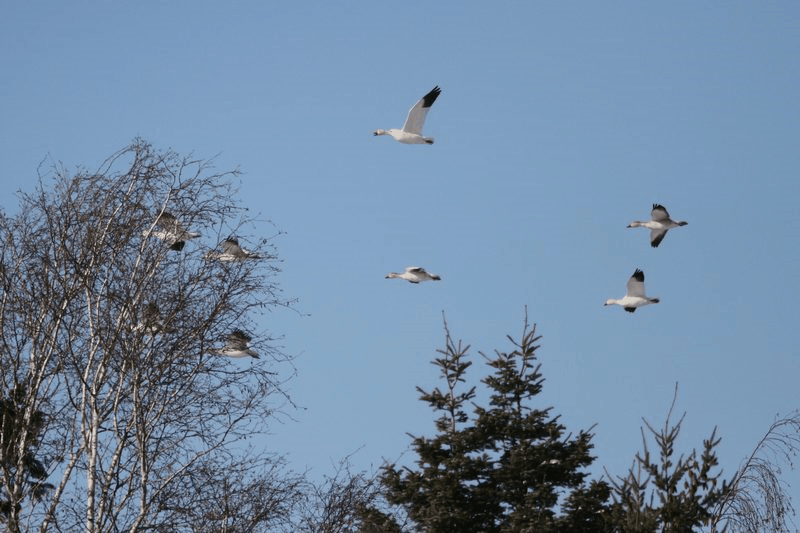 snow_geese_10.gif