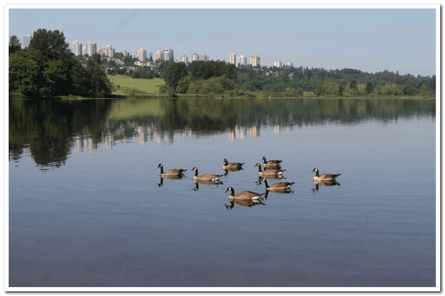 Geese on the lake_4.gif