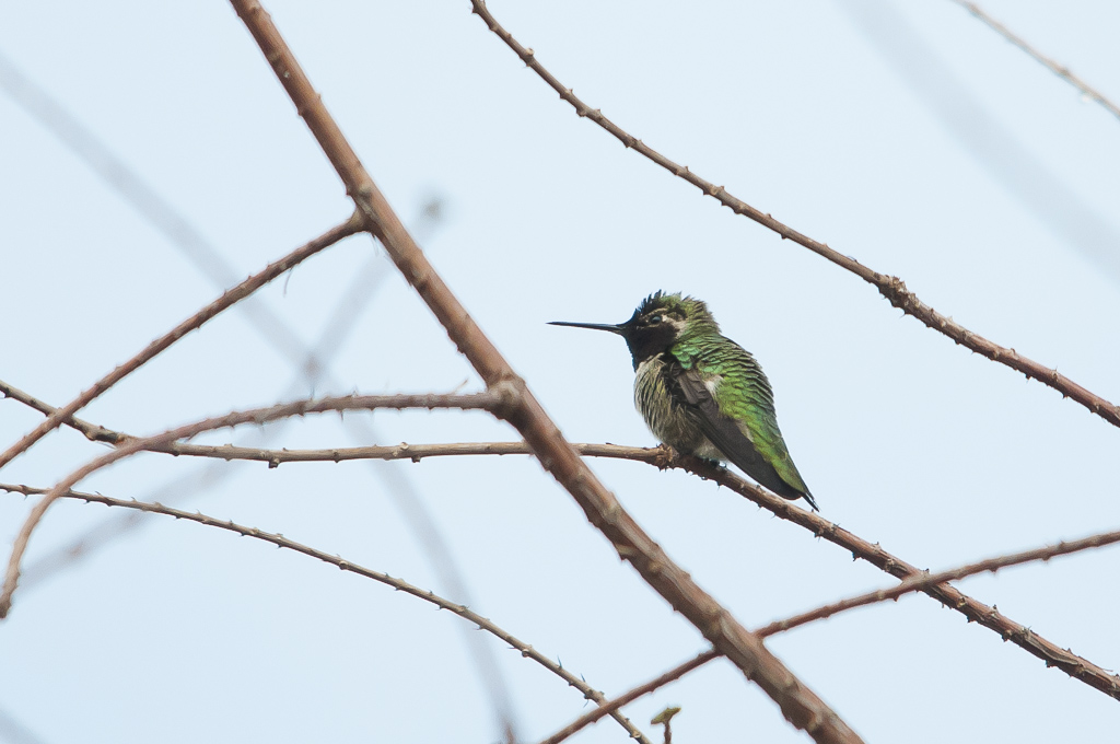 GREEN_BIRD_20140309_MKL_02.jpg