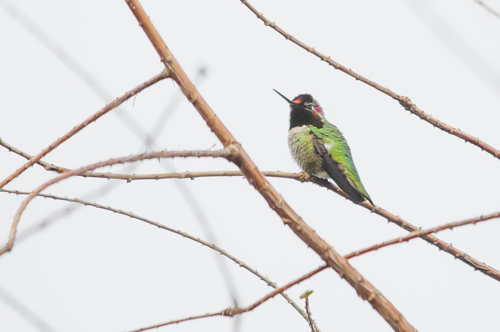 GREEN_BIRD_20140309_MKL_03.jpg