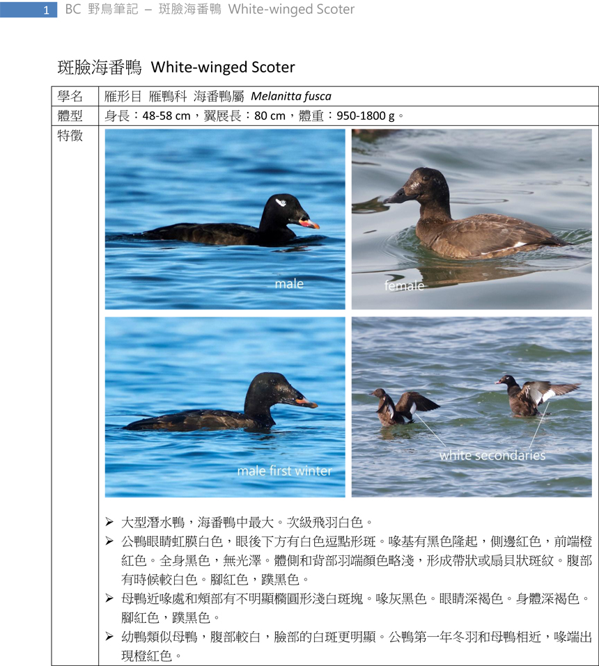 89-2 斑臉海番鴨 White-winged Scoter-1.jpg