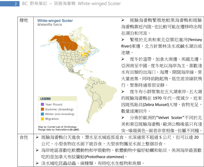 89-2 斑臉海番鴨 White-winged Scoter-2.jpg