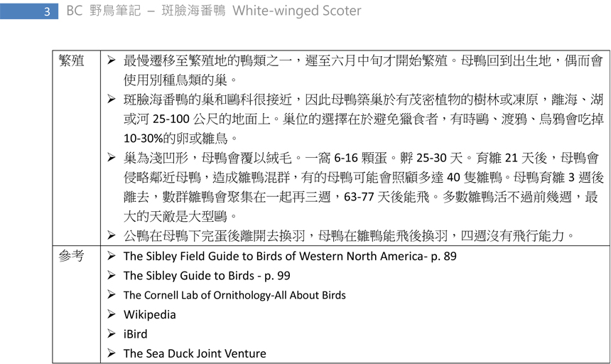 89-2 斑臉海番鴨 White-winged Scoter-3.jpg