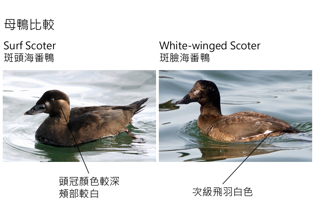 female scoter.jpg