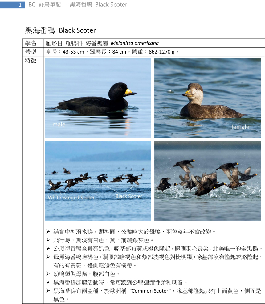 89-1 黑海番鴨 Black Scoter-1.jpg