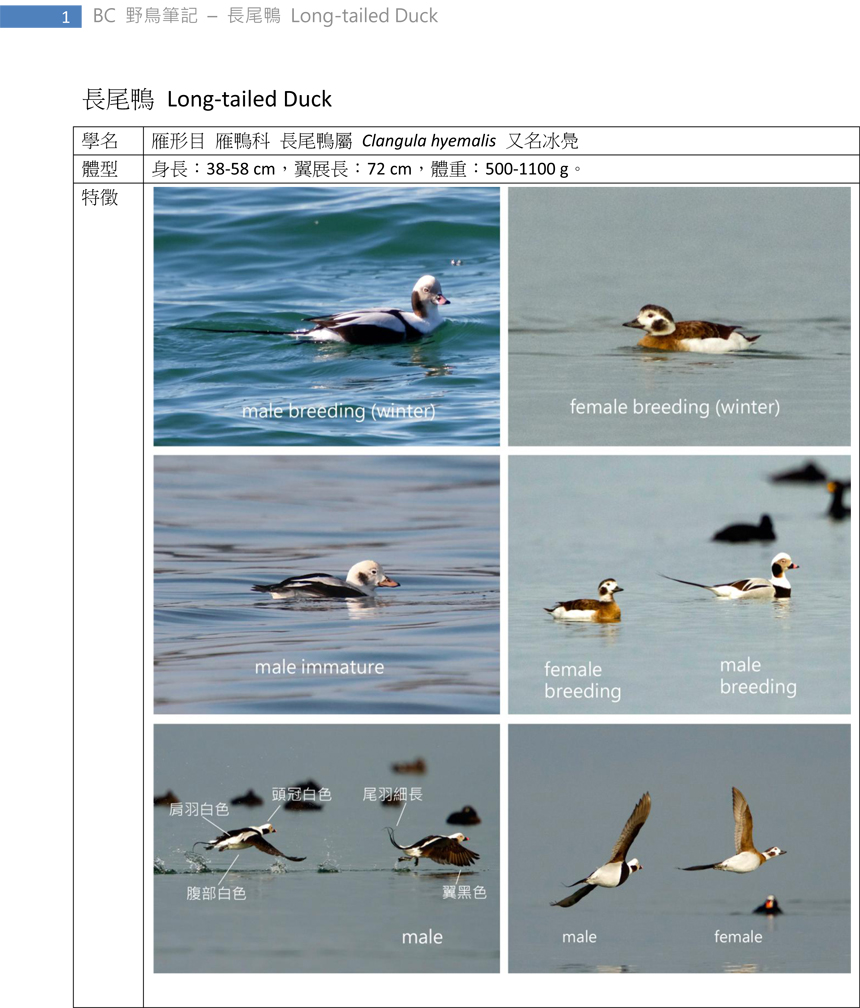 85-2 長尾鴨Long-tailed Duck-1.jpg