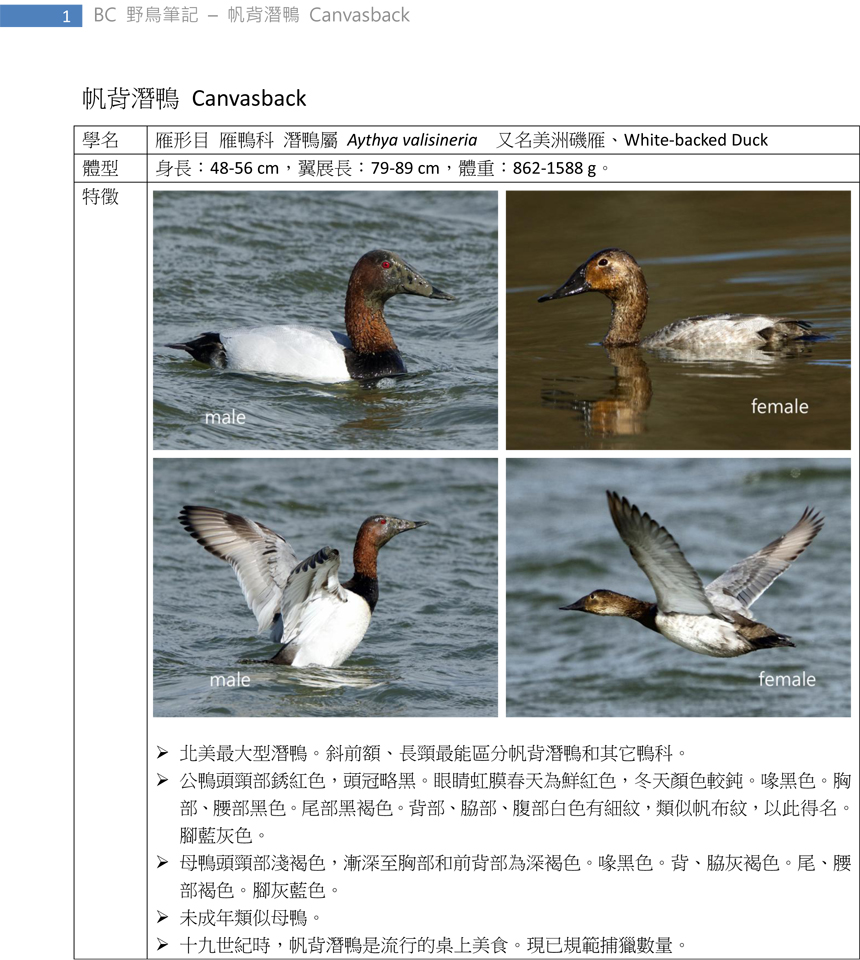 84 帆背潛鴨 Canvasback-1.jpg