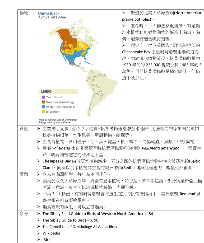 84 帆背潛鴨 Canvasback-2.jpg