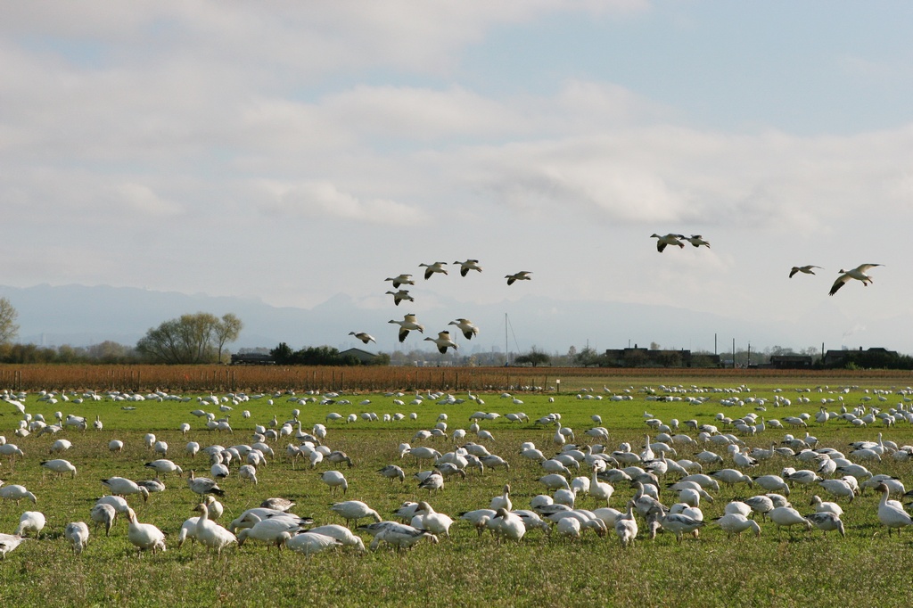 BCbirding_021.jpg