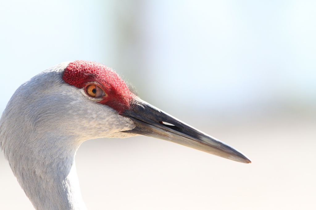 BCbirding_026.jpg