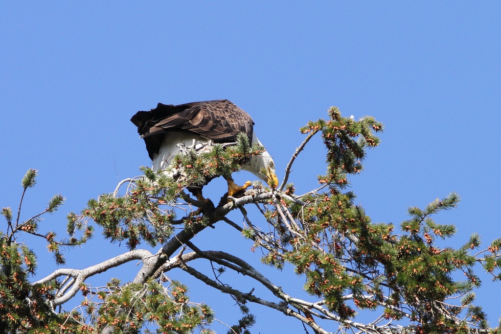 BCbirding_029.jpg