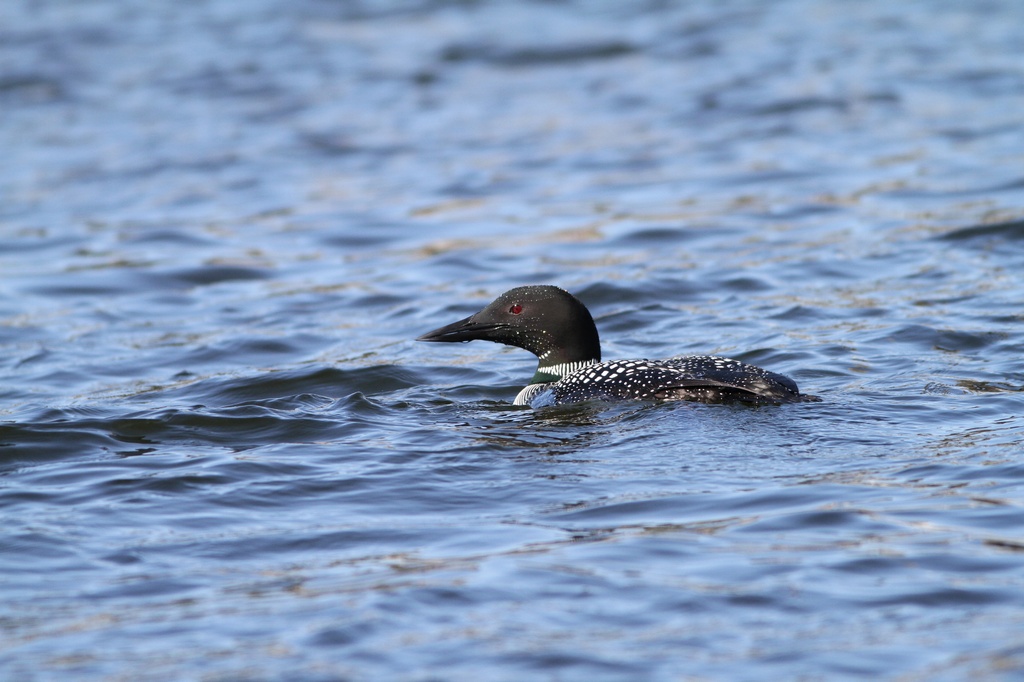 BCbirding_028.jpg