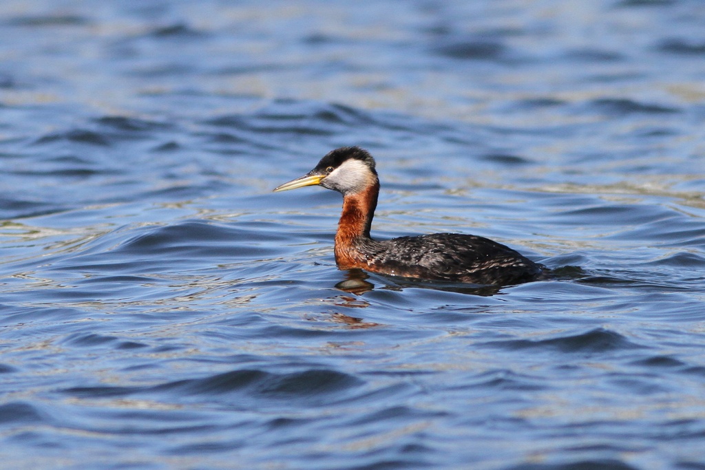 BCbirding_027.jpg