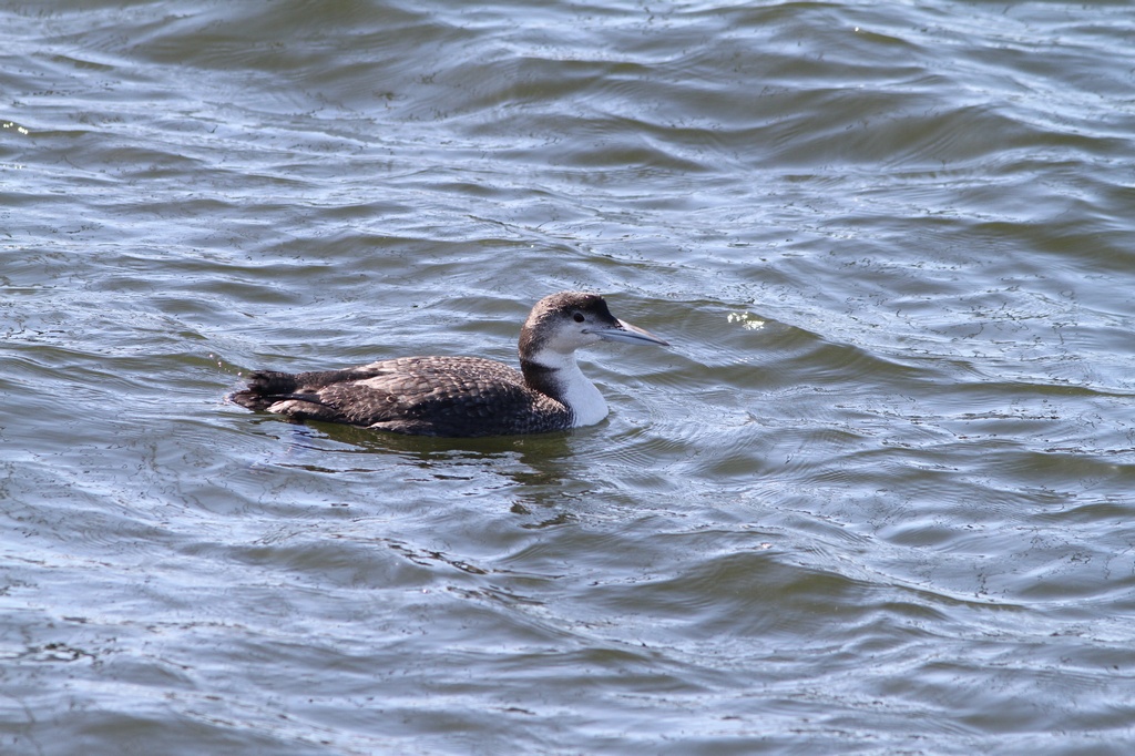 BCbirding_045.jpg