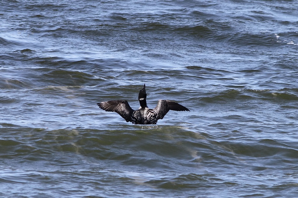 BCbirding_042.jpg