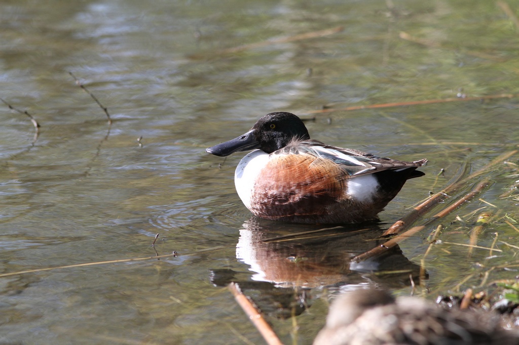 BCbirding_062.jpg