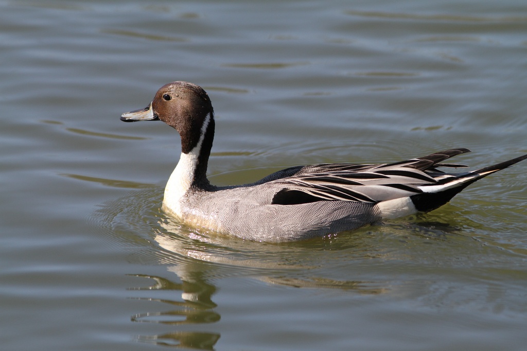 BCbirding_063.jpg