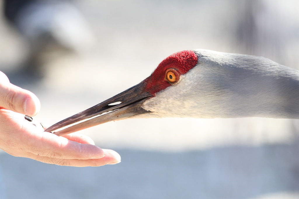 BCbirding_064.jpg