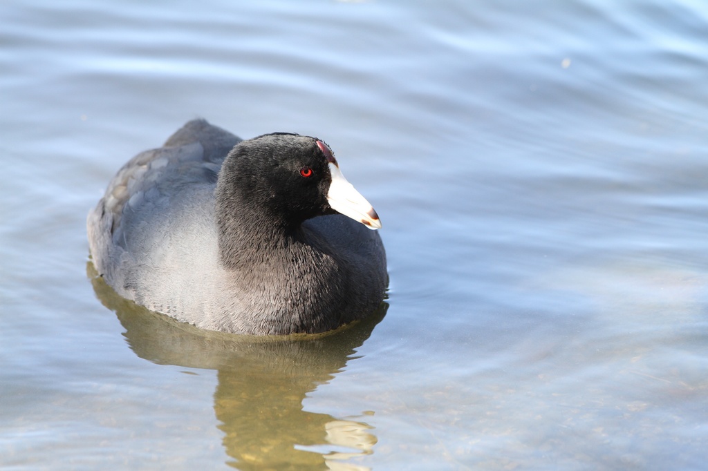 BCbirding_066.jpg