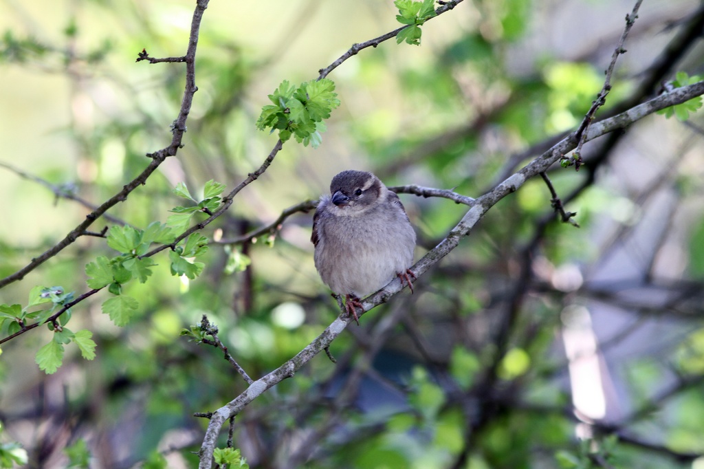 BCbirding_075.jpg