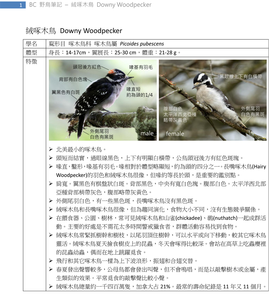 268 絨啄木鳥 Downy Woodpecker-1.jpg