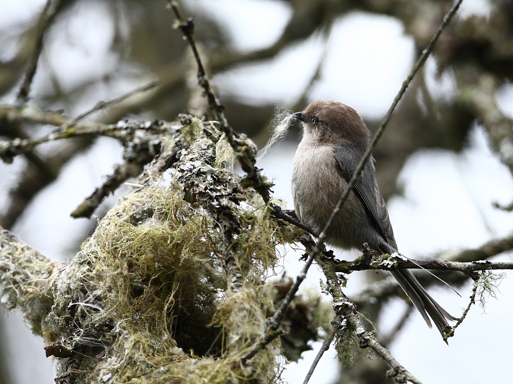 bushtit.jpg