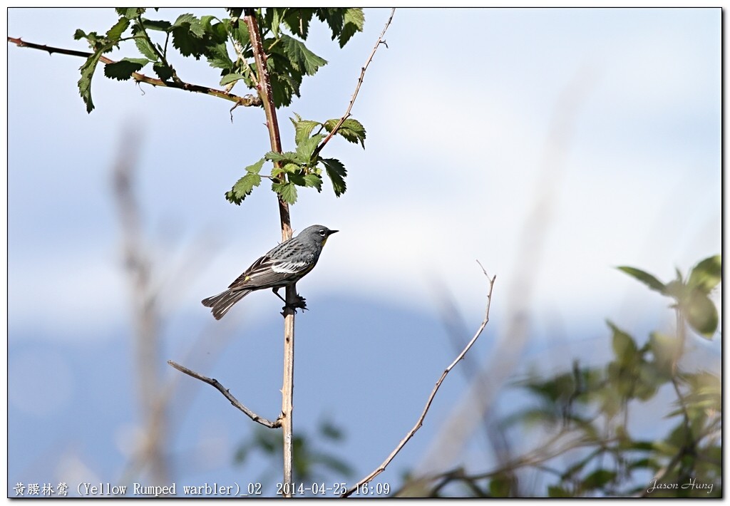 黃腰林鶯 (Yellow Rumped warbler)_02.jpg