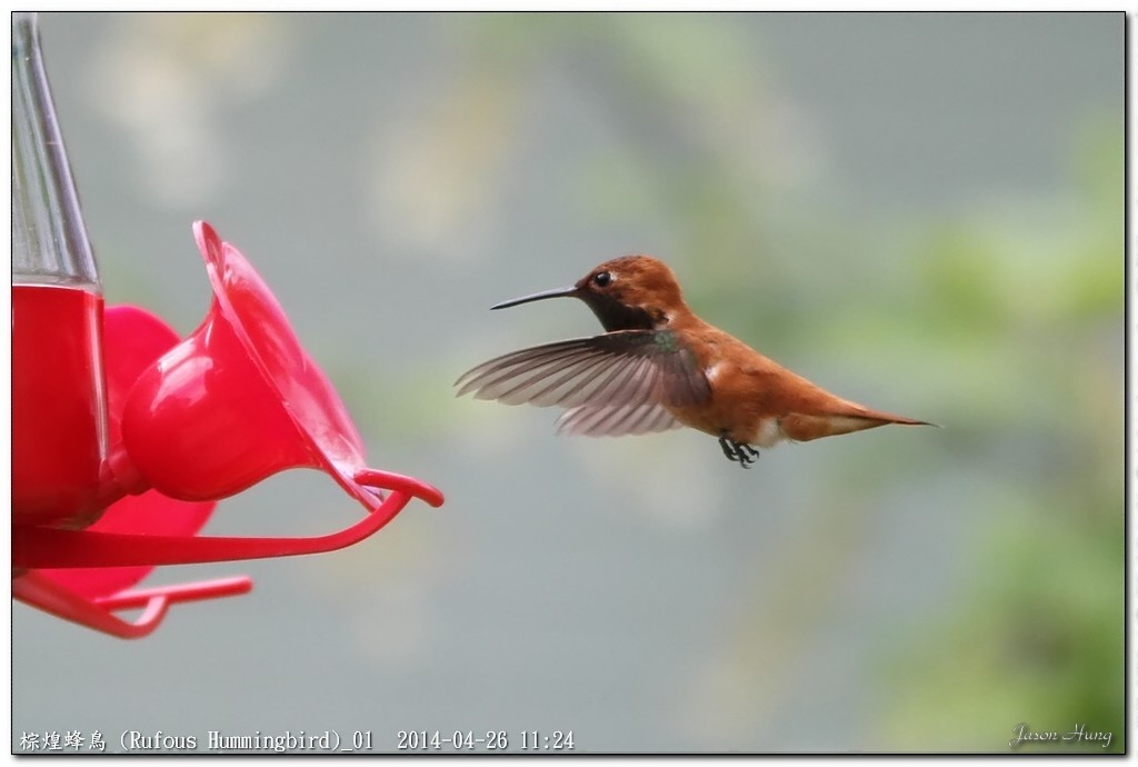 棕煌蜂鳥 (Rufous Hummingbird)_01.jpg