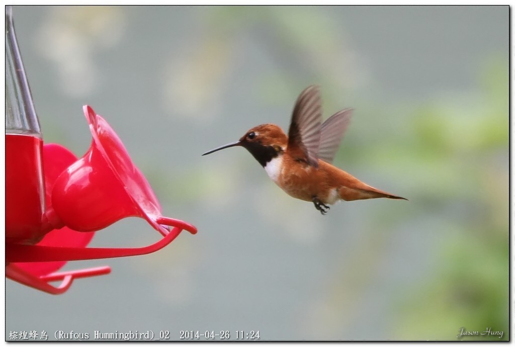棕煌蜂鳥 (Rufous Hummingbird)_02.jpg