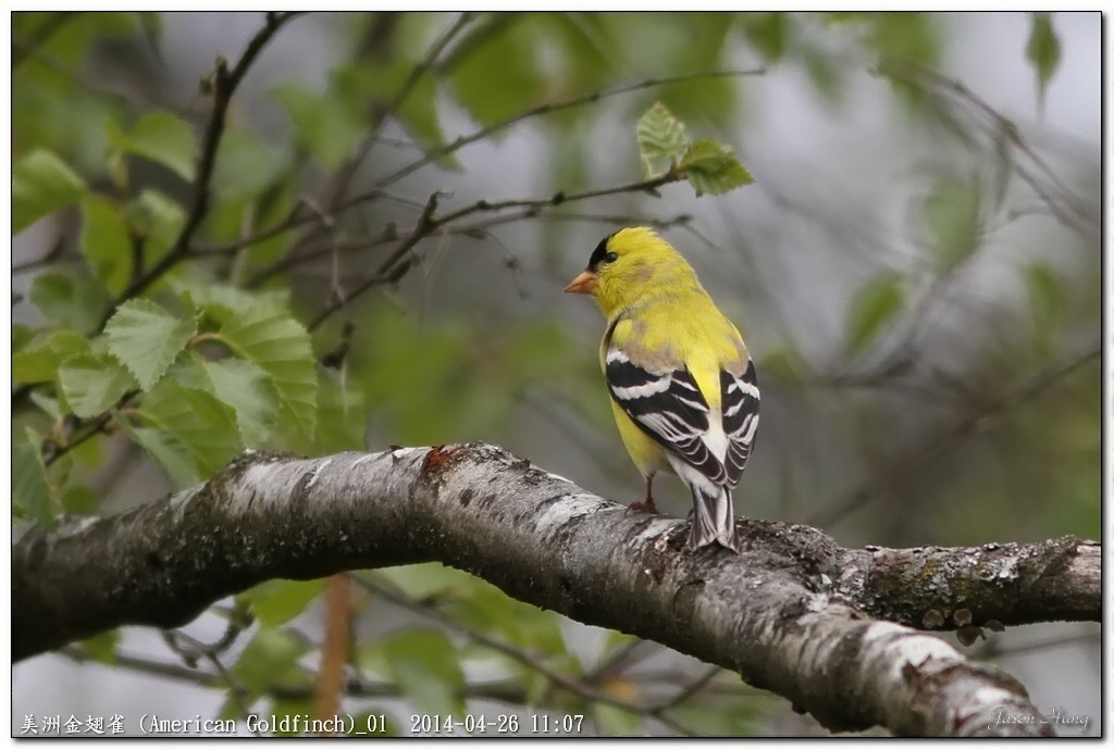 美洲金翅雀 (American Goldfinch)_01.jpg