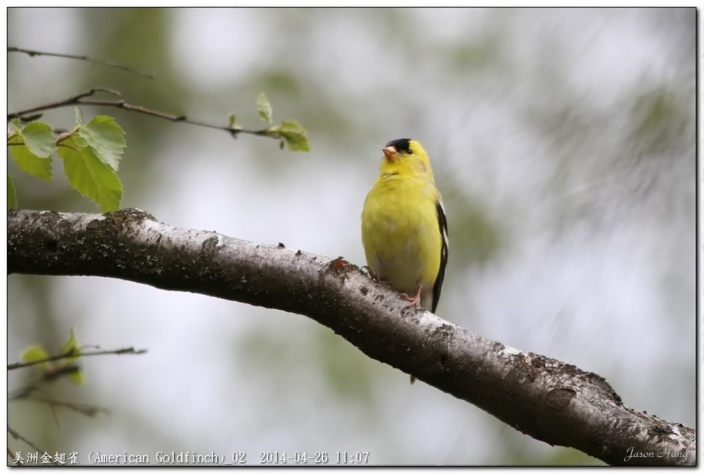 美洲金翅雀 (American Goldfinch)_02.jpg