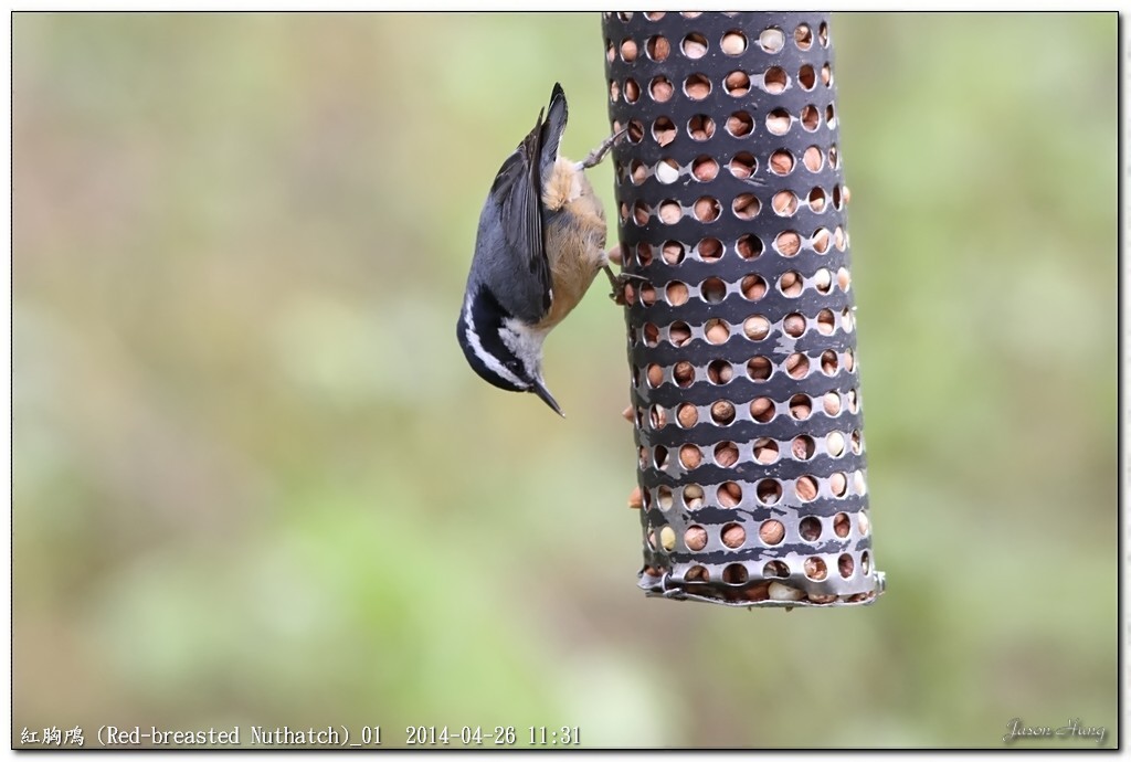 紅胸鳲 (Red-breasted Nuthatch)_01.jpg