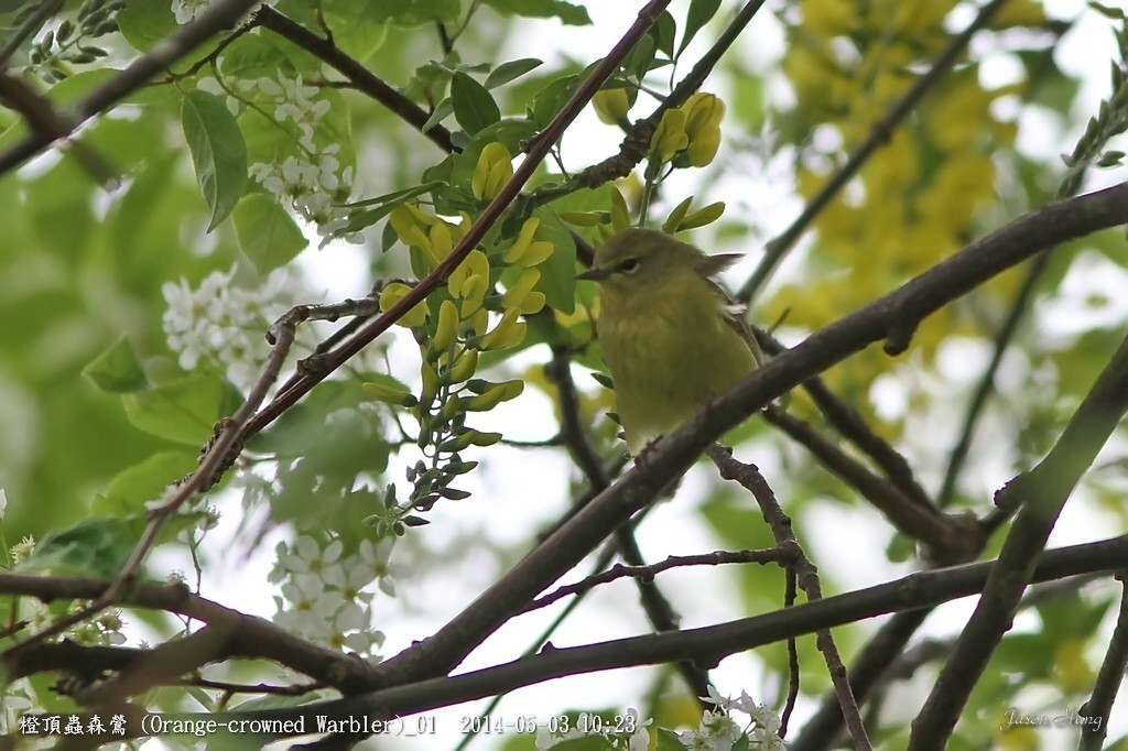 橙頂蟲森鶯 (Orange-crowned Warbler)_01.jpg