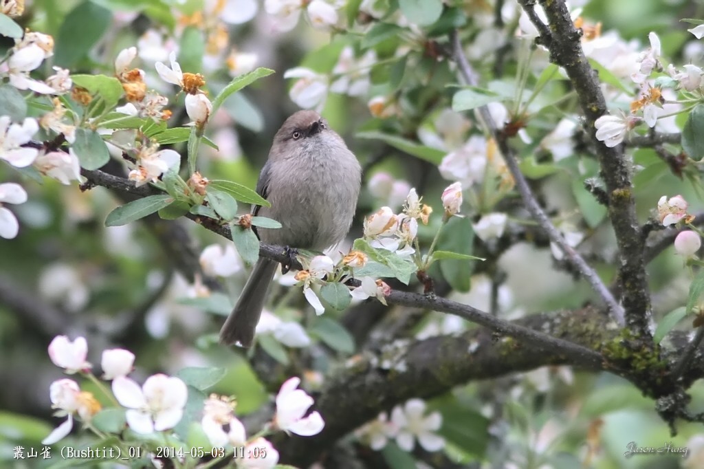 叢山雀 (Bushtit)_01.jpg