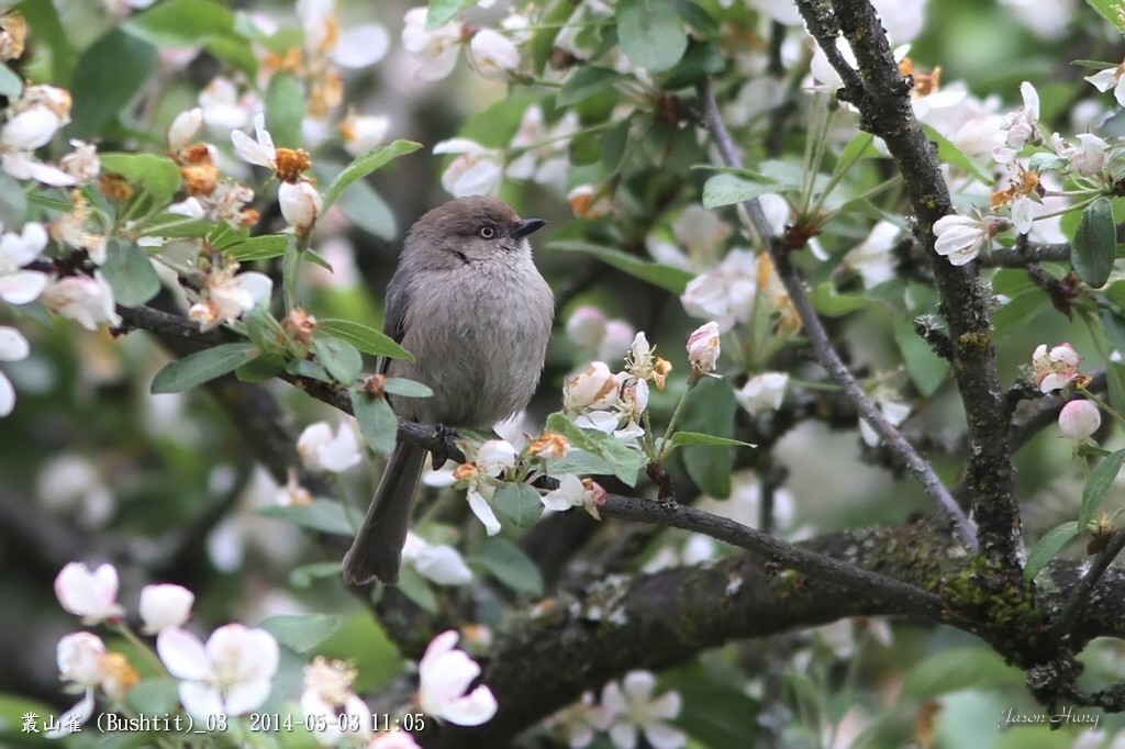 叢山雀 (Bushtit)_03.jpg